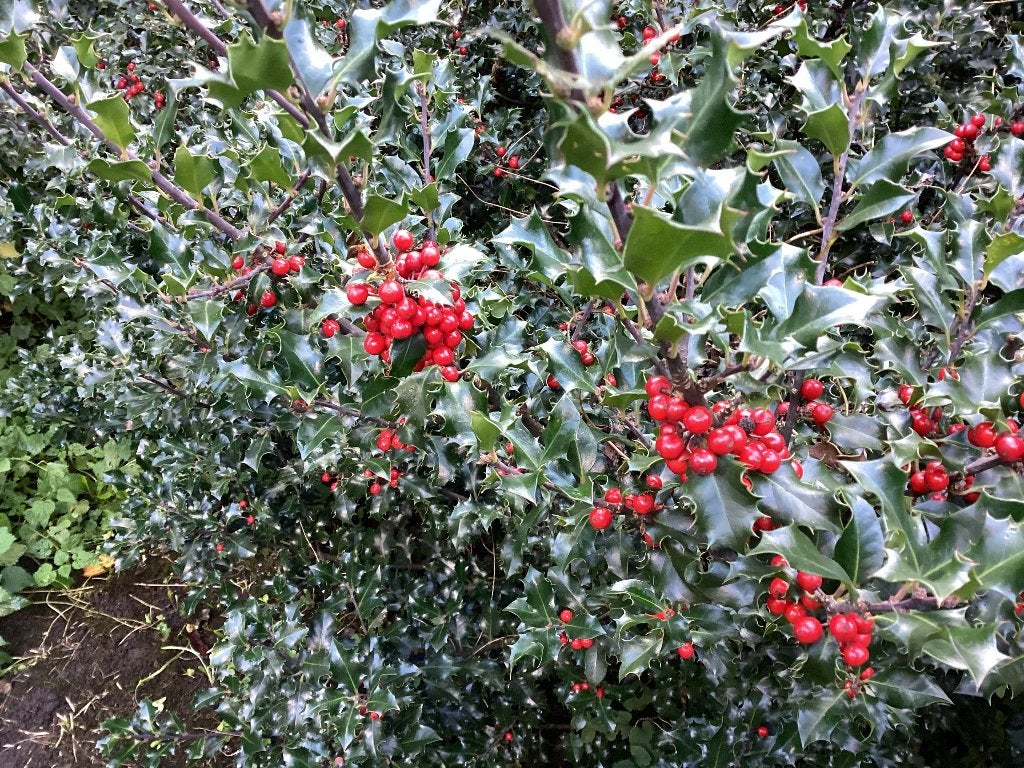 Verse Hulsttakken, Rode Bessen - Perfect voor Kerstdecoratie, Nieuw, Meerkleurig, Ophalen of Verzenden, Natuurlijk materiaal