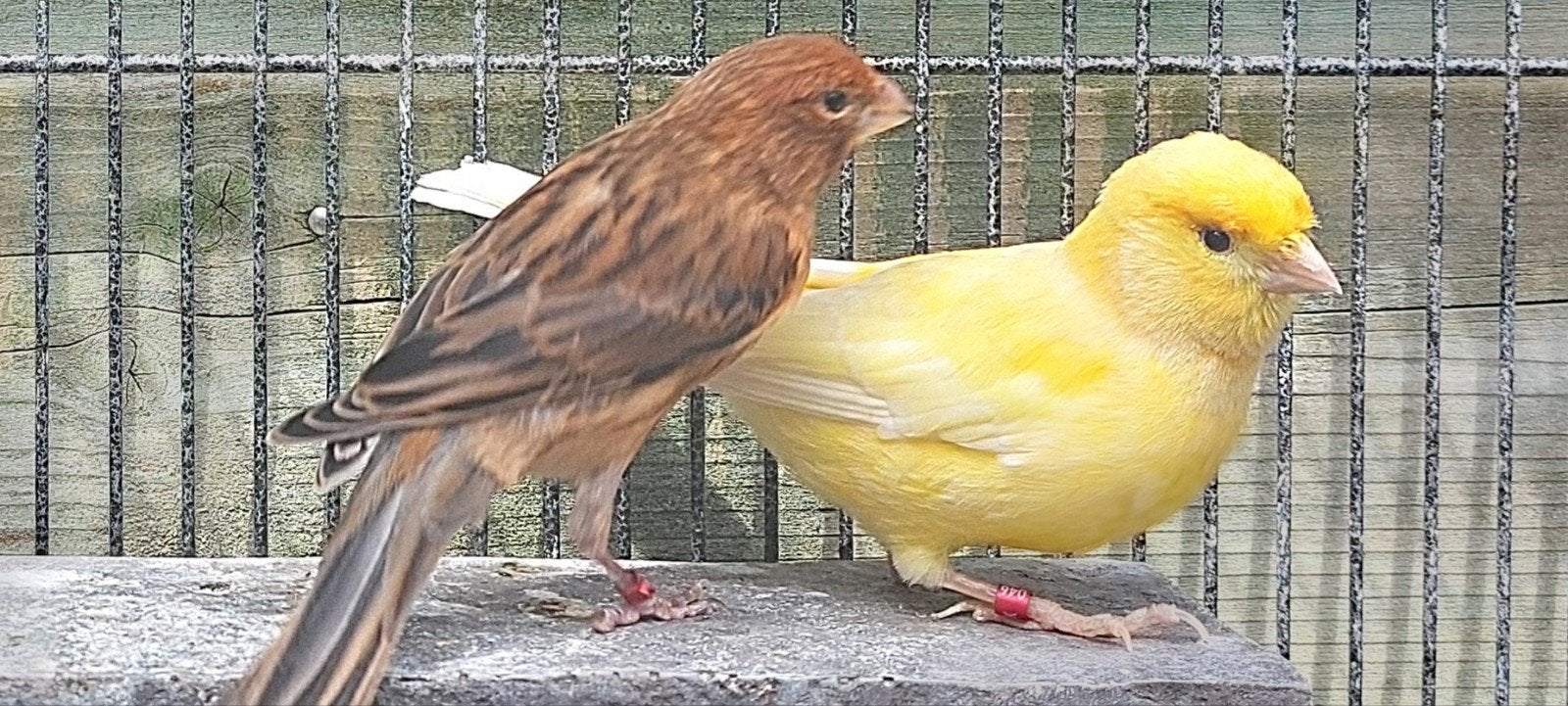 Kanarie pop man koppel, Dieren en Toebehoren, Vogels | Kanaries, Meerdere dieren, Kleurkanarie