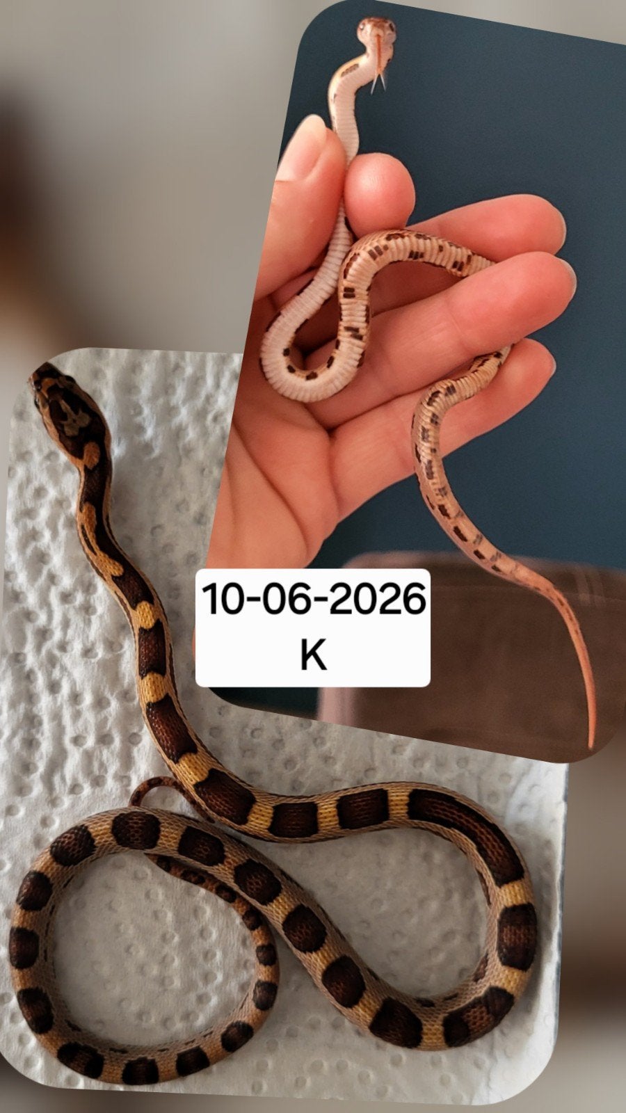 Jonge rattenslangen/korenslangen Corn Snake photo 6