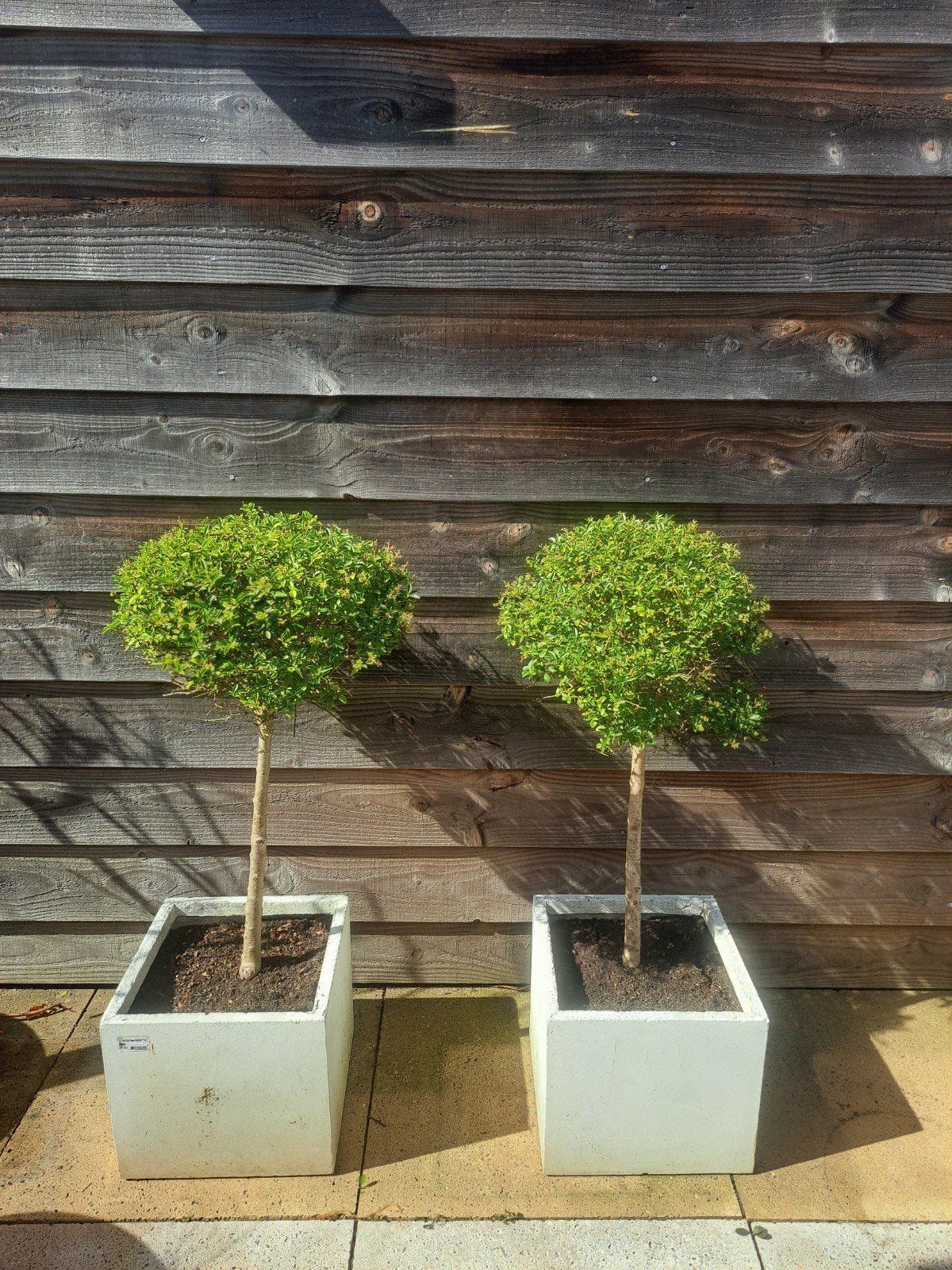2 x buxus boompje in betonnen pot, Ophalen, Gebruikt, Minder dan 60 cm, Vierkant