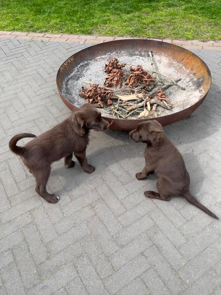 Te koop: 2 unieke Labradoodle pups, Parvo, Overige rassen, 8 tot 15 weken, Meerdere