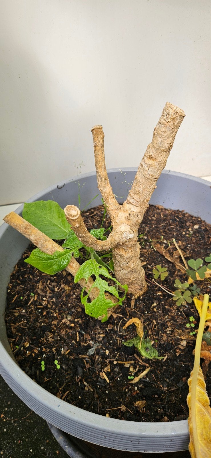 Brugmansia dubbel geel, Volle zon, Vaste plant, Zomer, Ophalen