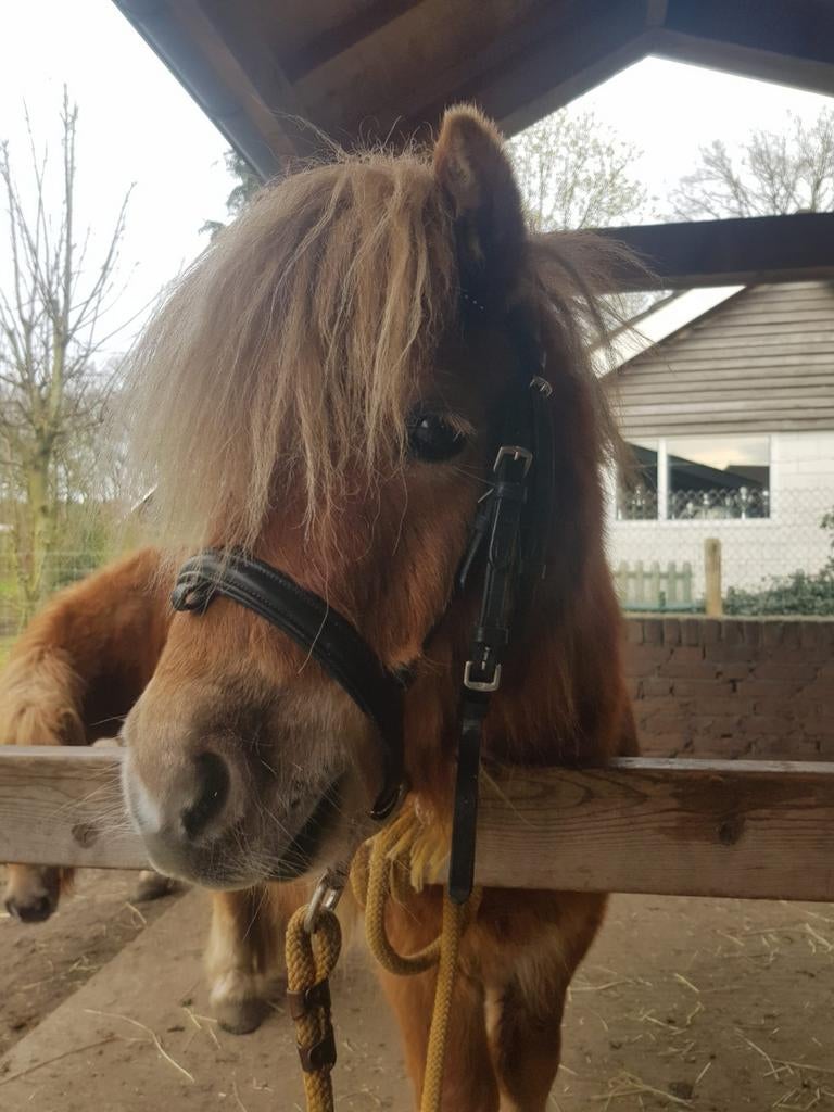 Shetlander hoofdstel, Dieren en Toebehoren, Paarden en Pony's | Hoofdstellen en Tuigage, Ophalen of Verzenden, Zo goed als nieuw