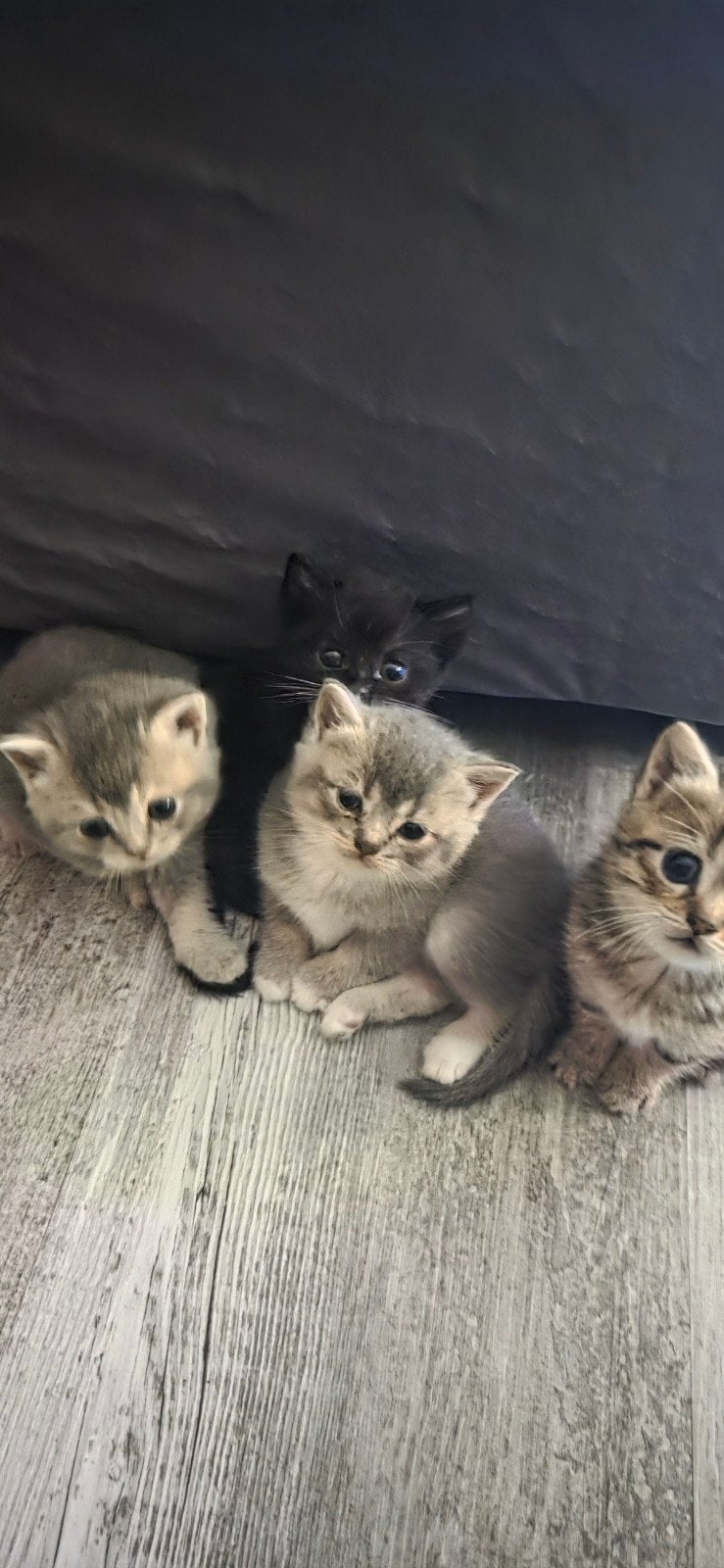 Tekoop Britse korthaar kittens, Dieren en Toebehoren, Katten en Kittens | Raskatten | Korthaar, Meerdere dieren, Ontwormd, 0 tot 2 jaar