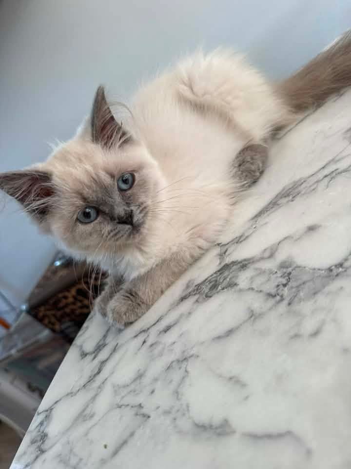 Britse korthaar kitten meisje, Poes