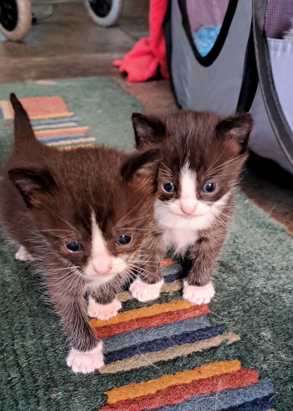 kittens, Poes