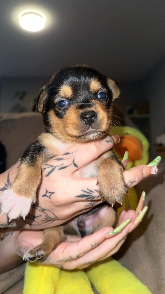 yorkshire kruising puppy's, België, Particulier, Reu, 8 tot 15 weken