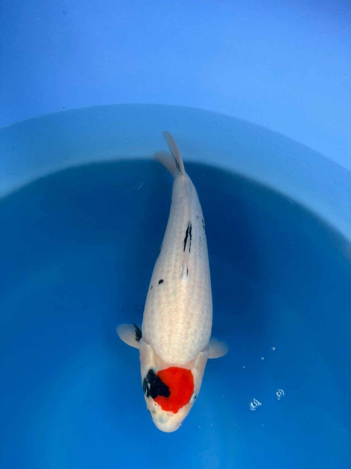 Tancho Showa Isa koi farm, Karper of Koi