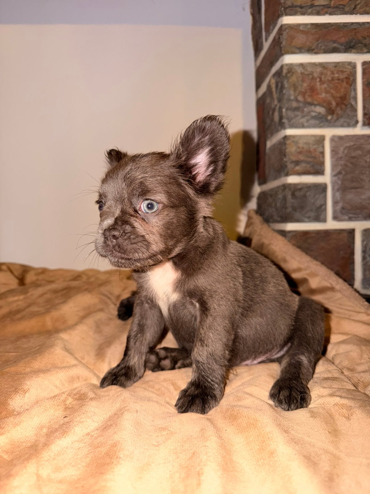 Franse bulldog pupjes, Dieren en Toebehoren, Parvo, België, Particulier, 8 tot 15 weken