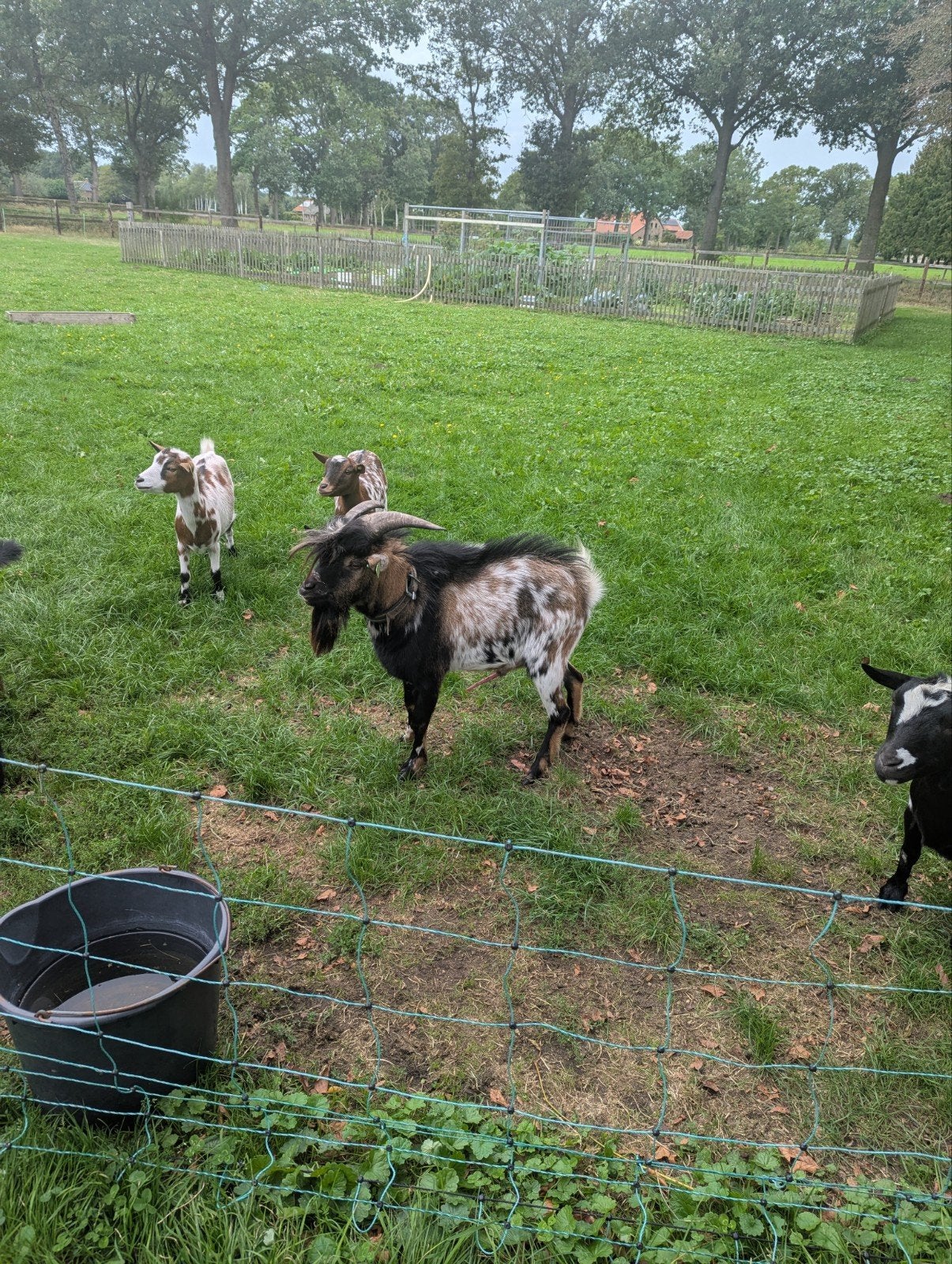 Dekrijpe dwergbok, Schaap