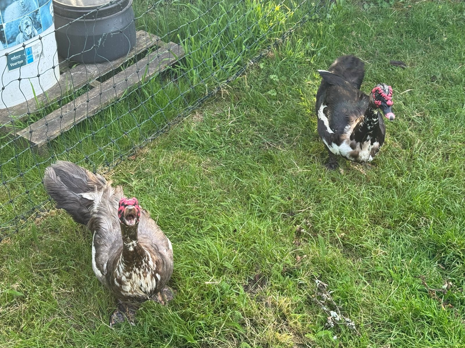 Gratis! 2 Muskeseenden mannetjes zoeken nieuw verblijf, Dieren en Toebehoren, Pluimvee, Mannelijk, Eend