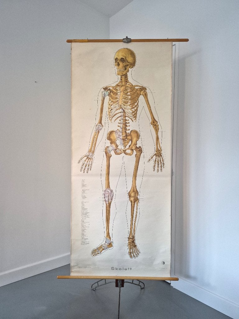 Mooie vintage schoolkaart van een skelet, Antiek en Kunst, Antiek | Schoolplaten, Ophalen of Verzenden, Natuur en Biologie