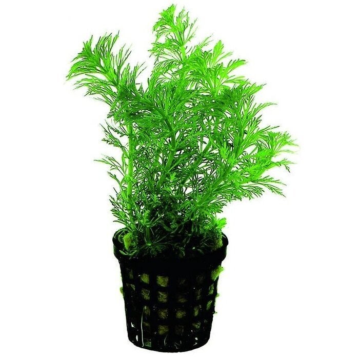 LIMNOPHILA HETEROPHYLLA, Ophalen of Verzenden, Plant(en), Steen of Hout