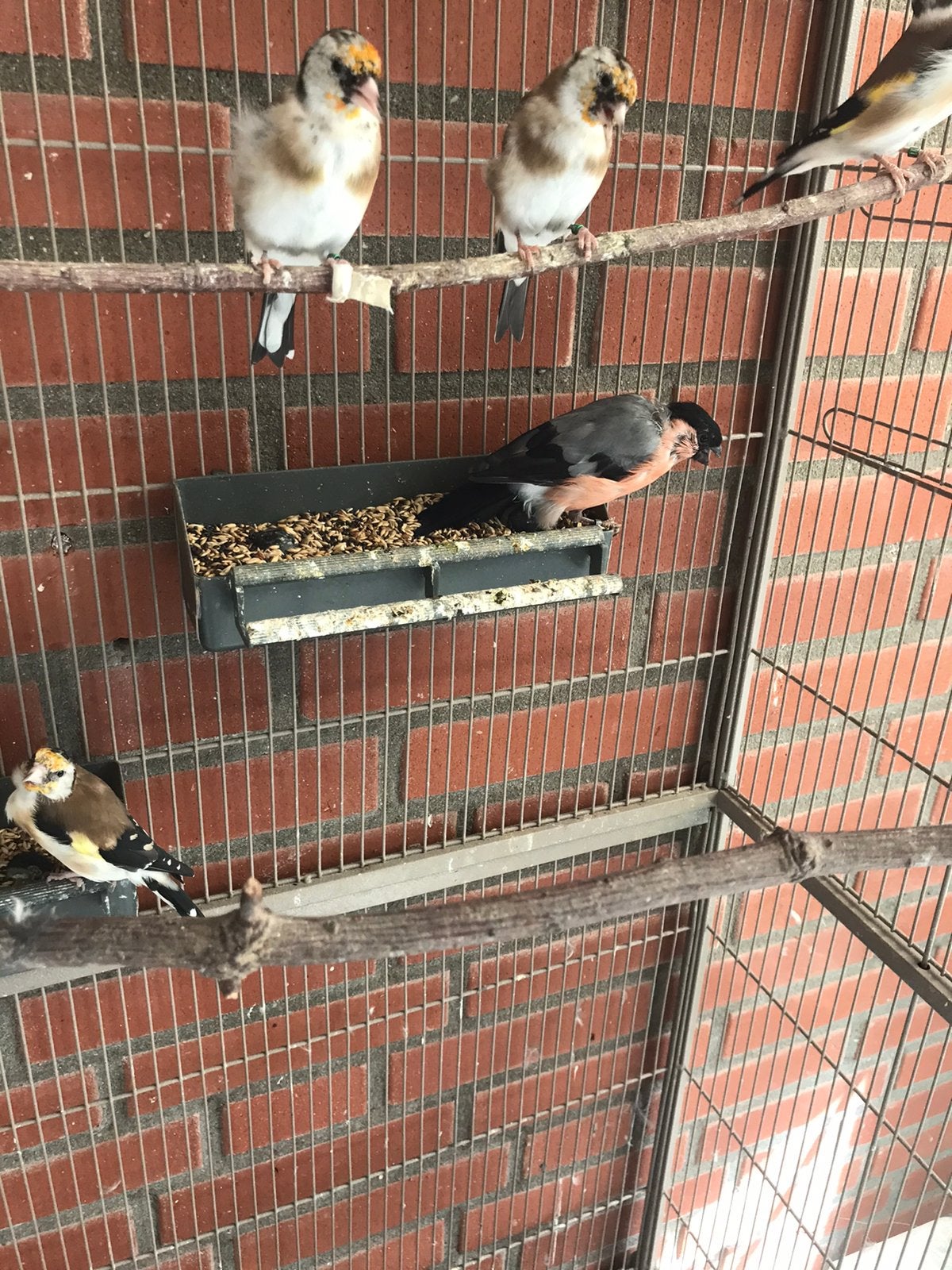 Te Koop mooie Wildkleur Putters, Dieren en Toebehoren, Meerdere dieren, Wildzangvogel, Geringd