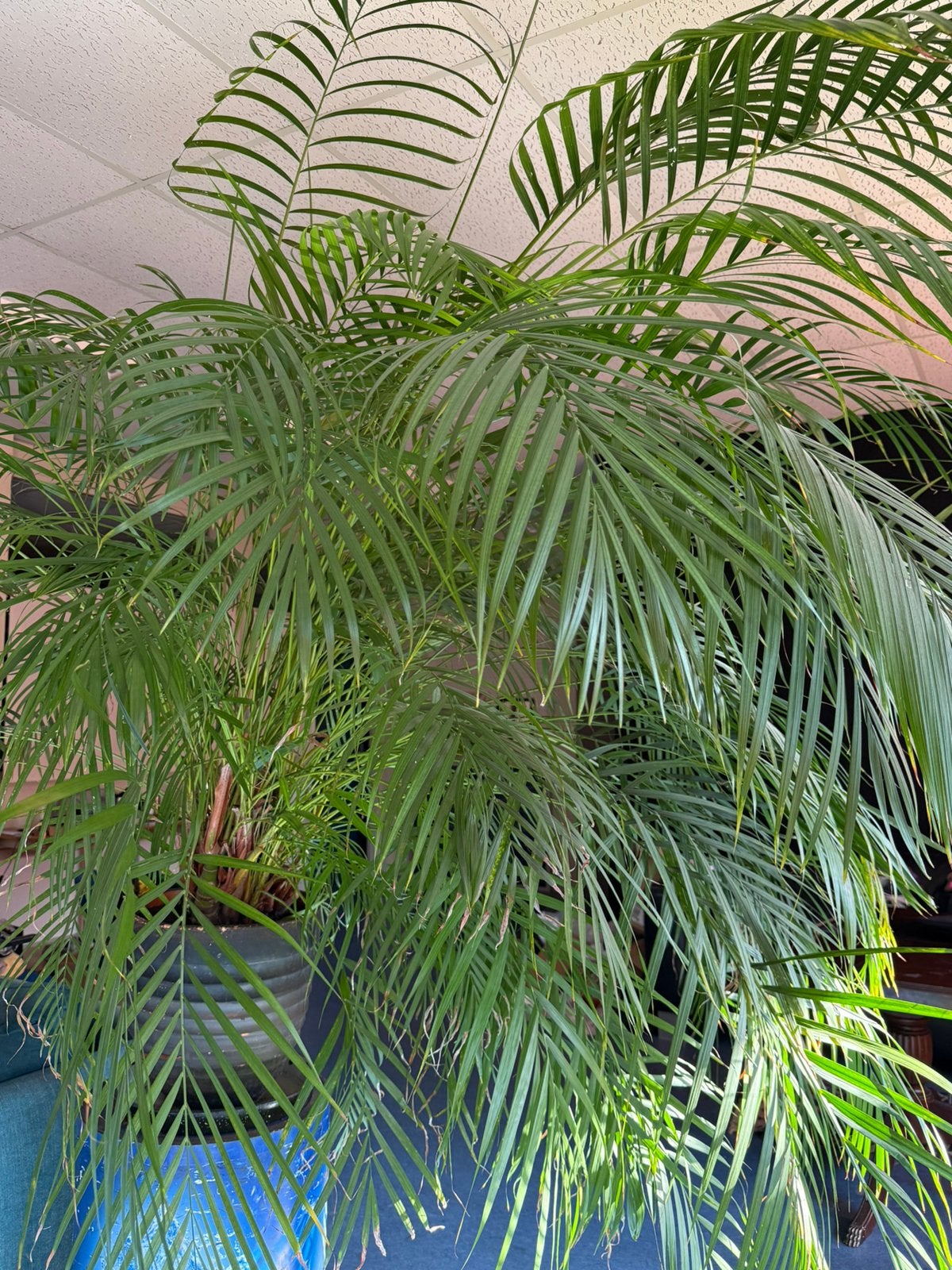 Areca palm, Ophalen, Palm, Halfschaduw, In pot