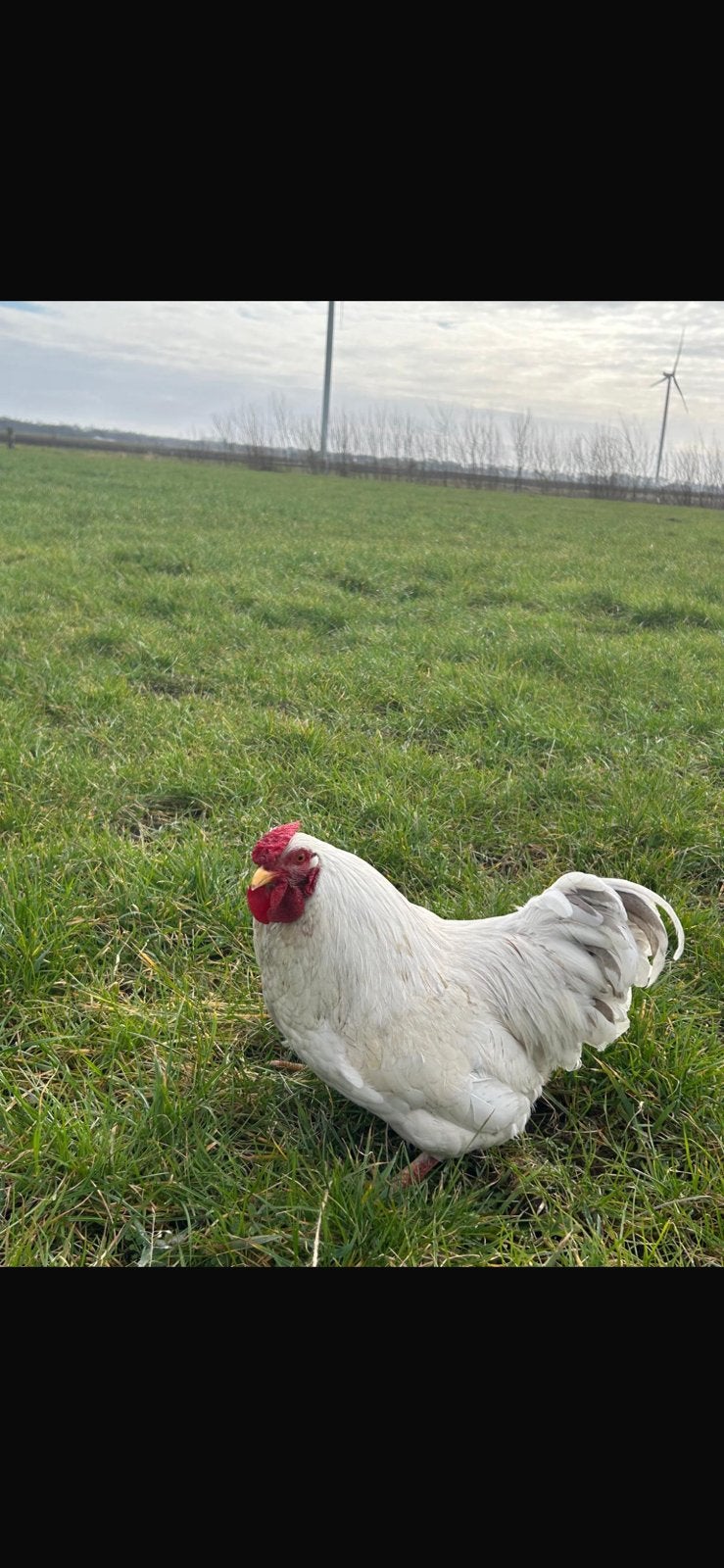 Wyandotte haan te koop, Dieren en Toebehoren, Mannelijk, Kip