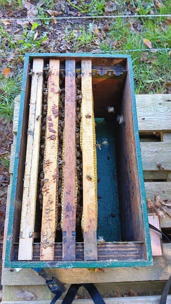 Bijenvolk, Dieren en Toebehoren, Bijen