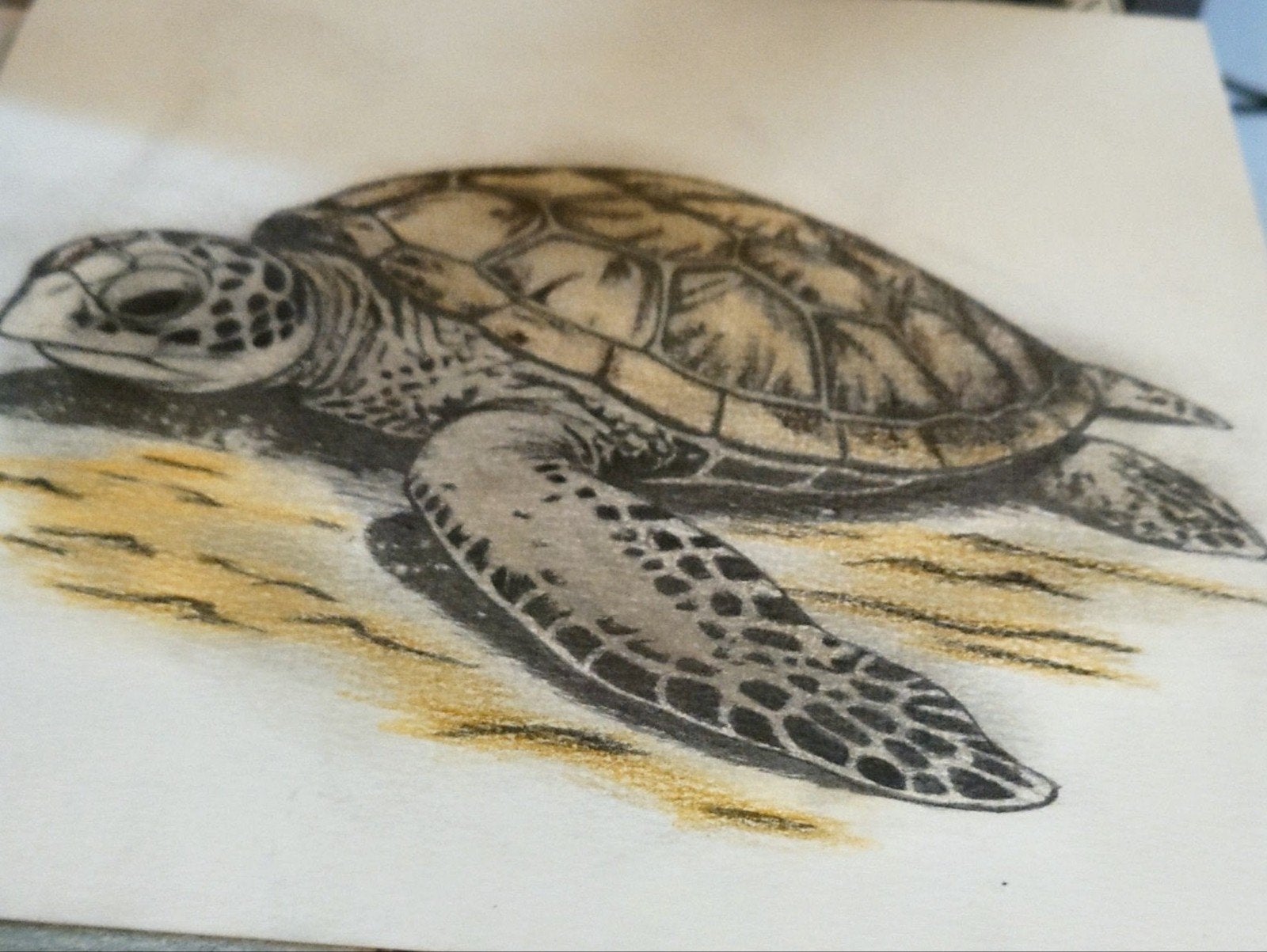 Gedetailleerde tekening van een zeeschildpad, Antiek en Kunst, Ophalen of Verzenden, Tekening, Potloodtekening, Origineel