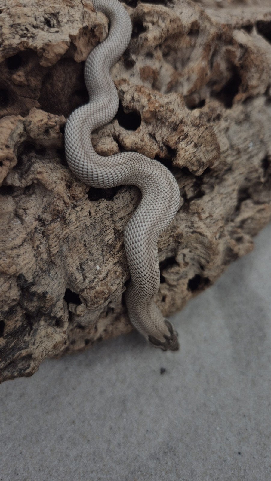 Haakneusslang het snow Hognose Snake - female for sale from De Jong