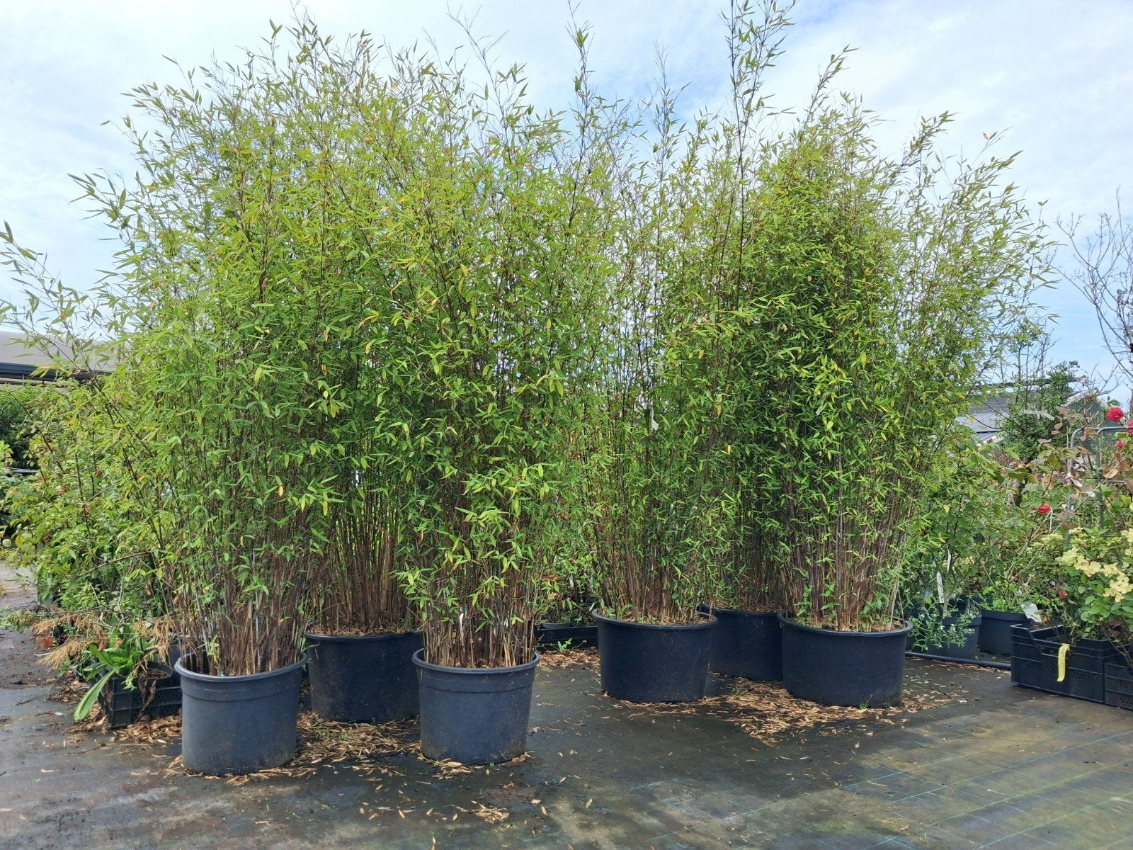 Grote Fargesia murielae bamboe niet woekerend 175cm, Ophalen, Bamboe, Struik, 100 tot 250 cm