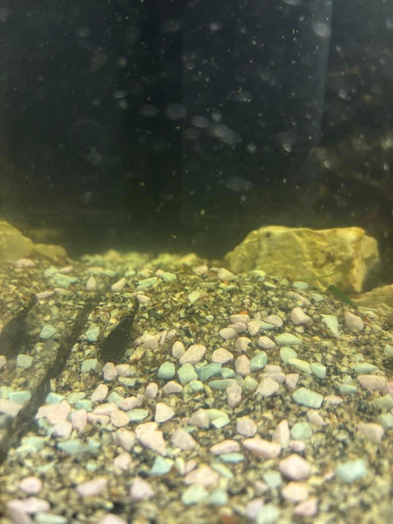 4 Jong en oud algeneters met /zonder borstelneus in Almelo, Dieren en Toebehoren, Vissen | Aquariumvissen, Vis