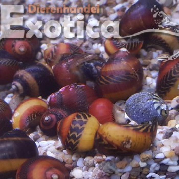 Vittina waigiensis, Dieren en Toebehoren, Vis