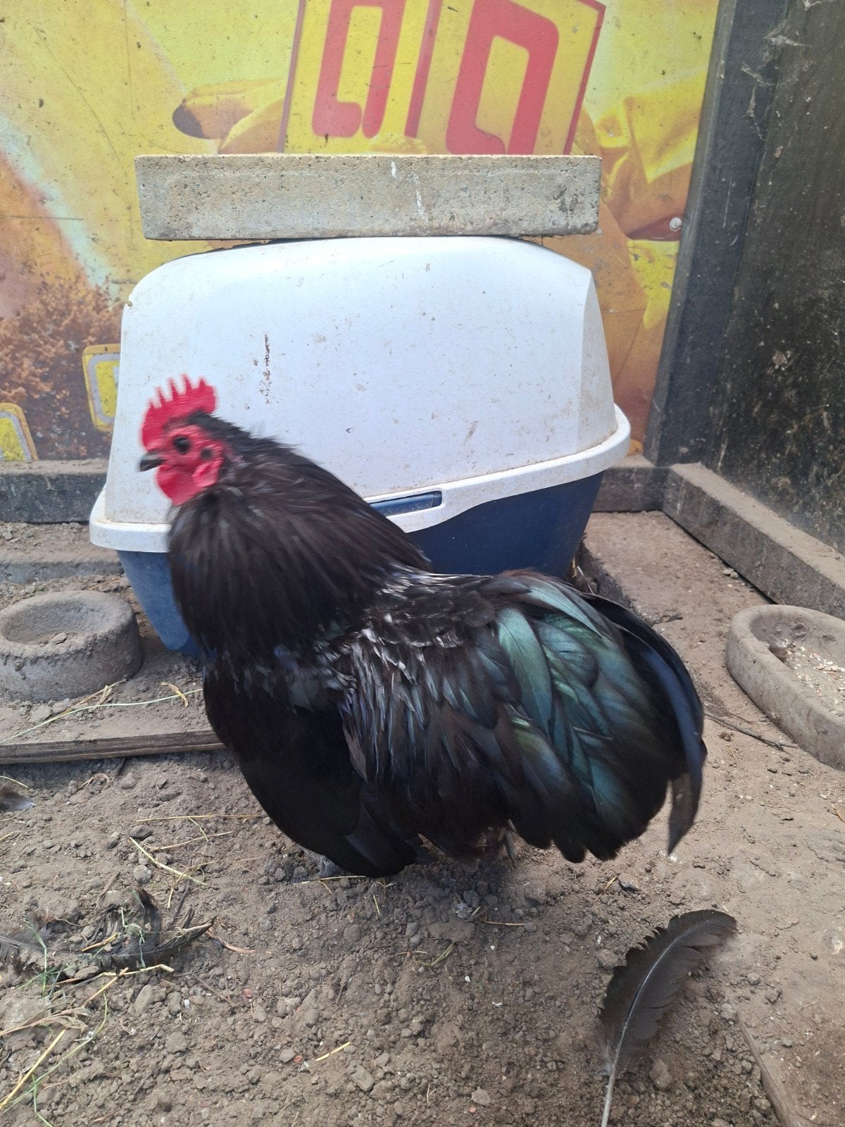 Gratis Australorp haan kriel. Ras zuiver, Dieren en Toebehoren, Pluimvee, Mannelijk, Kip