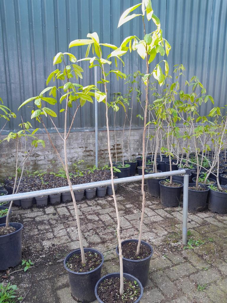 Pawpaw boom. Asimina triloba, Ophalen, Lente