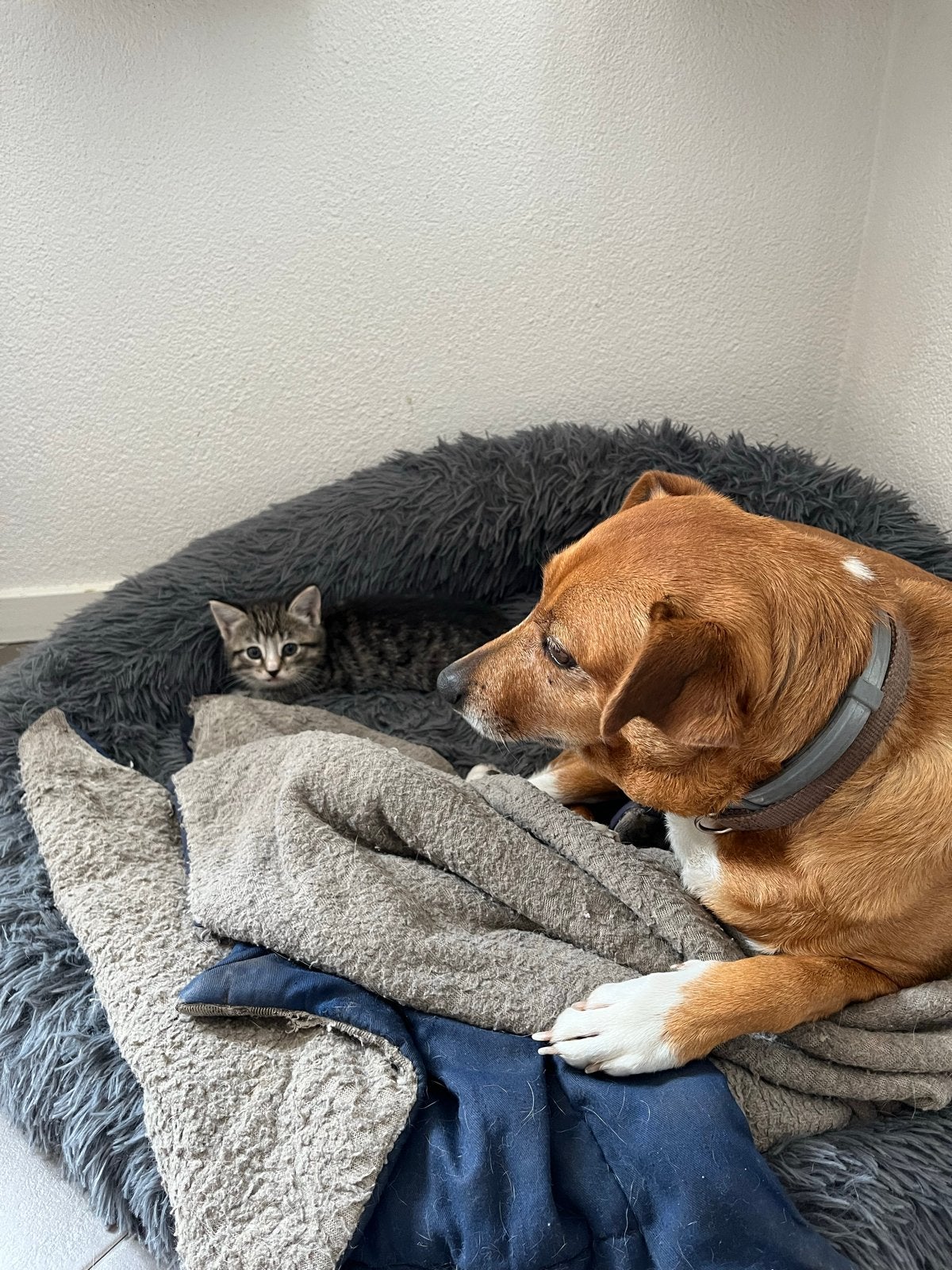 Super lieve kittens, jonge poesjes, Dieren en Toebehoren, Katten en Kittens | Overige Katten, Meerdere dieren, Kortharig, 0 tot 2 jaar