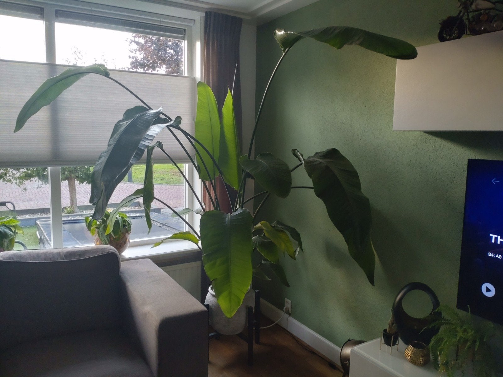 Grote Strelitzia Nicolai - Paradijsvogelplant, Ophalen, Overige soorten, In pot, 150 tot 200 cm