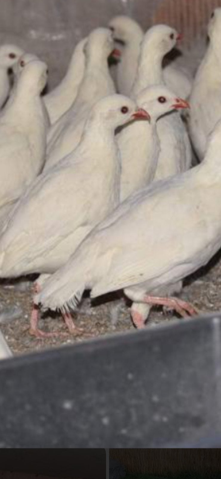 Gezocht patrijzen, Meerdere dieren