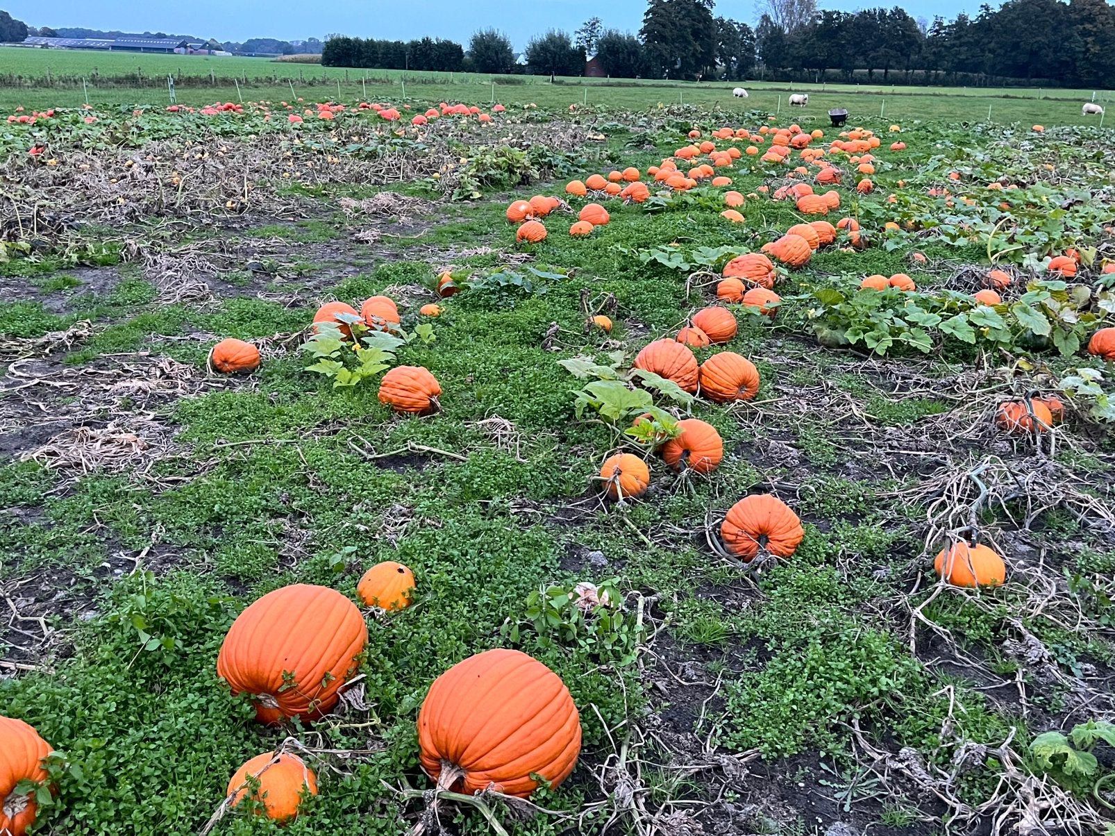 Mooie Halloween Pompoenen, Eetbare pompoenen, Sierpompoenen, Ophalen