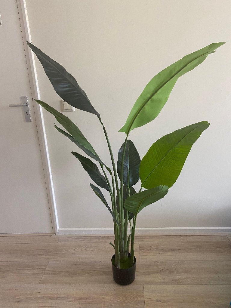 Kunst plant strelitzia, Ophalen, Overige soorten, Volle zon