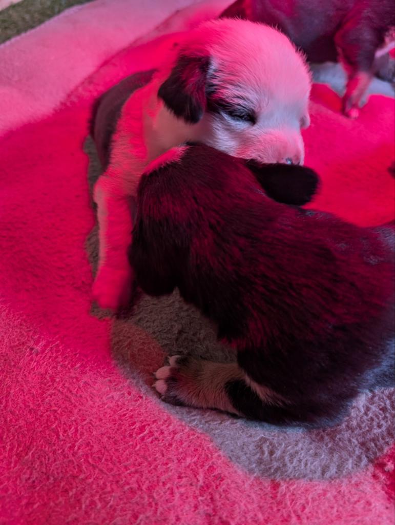 Grote Zwitserse Sennen hond pups, Dieren en Toebehoren, 8 tot 15 weken, Meerdere, Meerdere dieren, Nederland