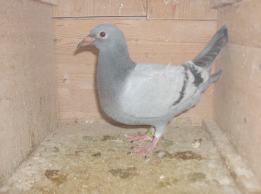 postduiven, Meerdere dieren, Postduif
