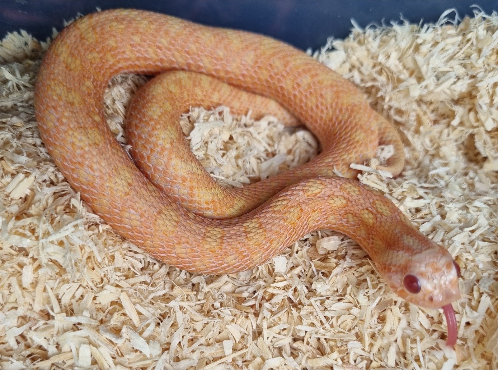 1.2 Mooie volwassen haakneus kweekgroep sable / sunburst Hognose Snake - male for sale from Rocking Reptiles