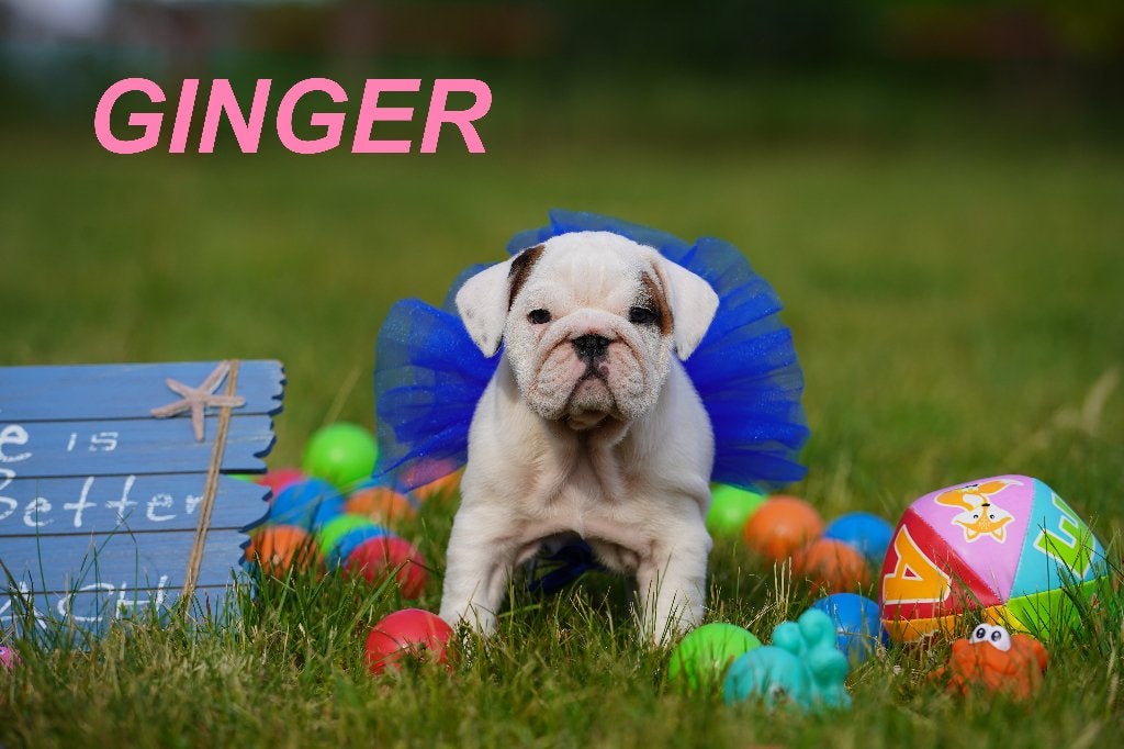 Prachtige en gezonde Engelse Bulldog puppy’, Dieren en Toebehoren, Honden | Bulldogs, Pinschers en Molossers, 8 tot 15 weken, Buitenland