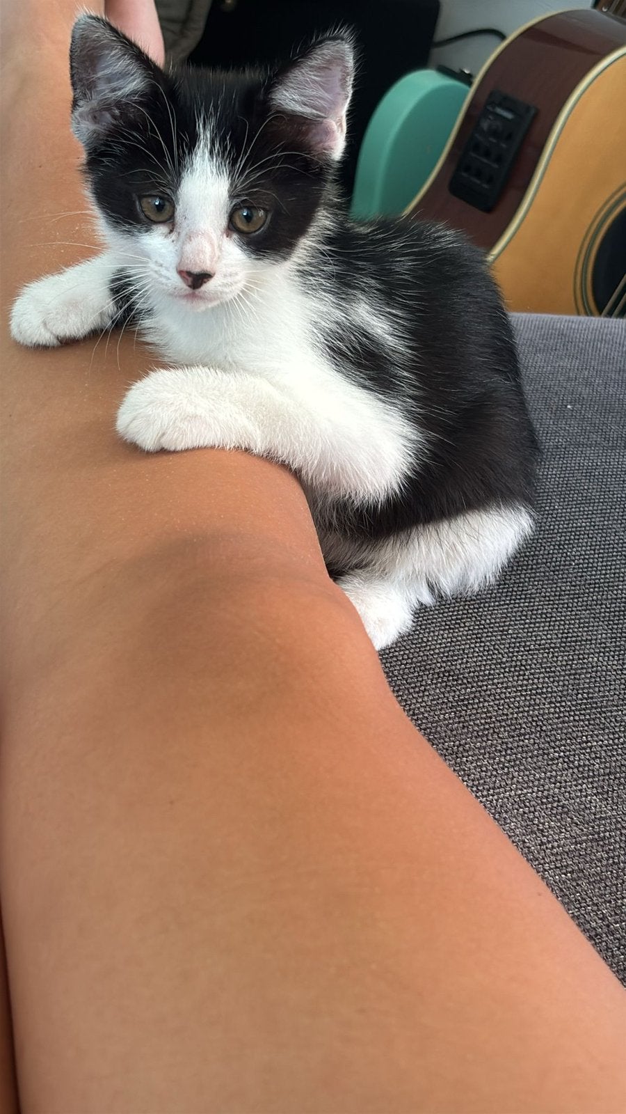 2 mannelijke kittens uit hetzelfde nest, Dieren en Toebehoren, Katten en Kittens | Overige Katten, Kater, Kortharig, 0 tot 2 jaar