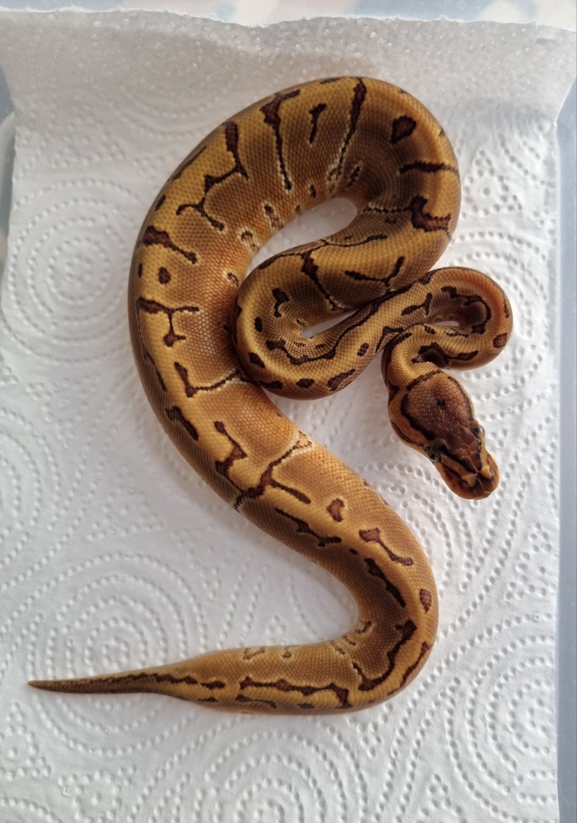 0.1 enchi special pinstripe het piebald koningspython, Slang, 0 tot 2 jaar