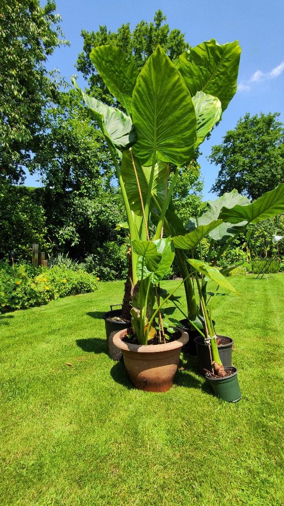olifantsoren alocasia macrorrhiza, Ophalen, Halfschaduw, Minder dan 100 cm