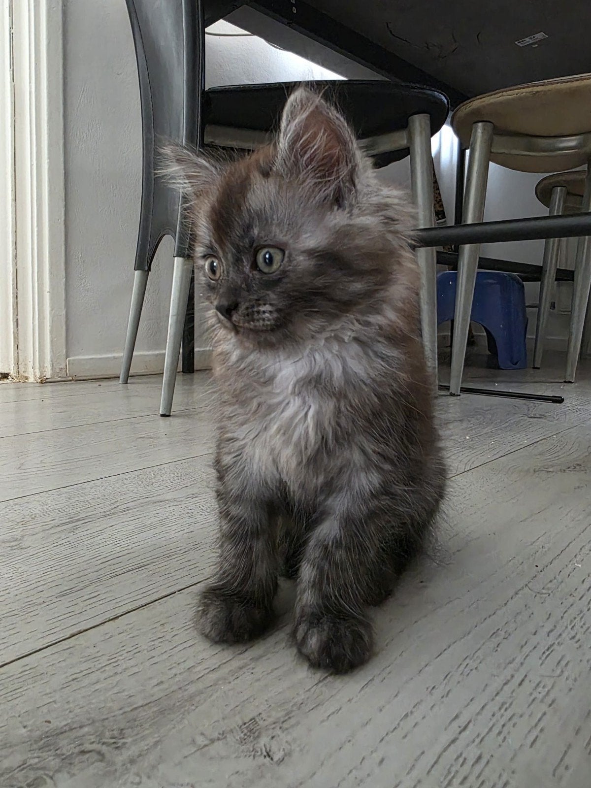 Ragdoll mix kittens, Dieren en Toebehoren, Meerdere dieren, Ontwormd, 0 tot 2 jaar