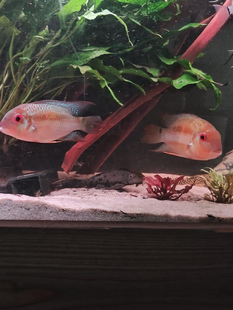 Zuid Amerikaanse Cichliden: Krobia sp. Red Eye, Dieren en Toebehoren, Vissen | Aquariumvissen, Vis, Zoetwatervis