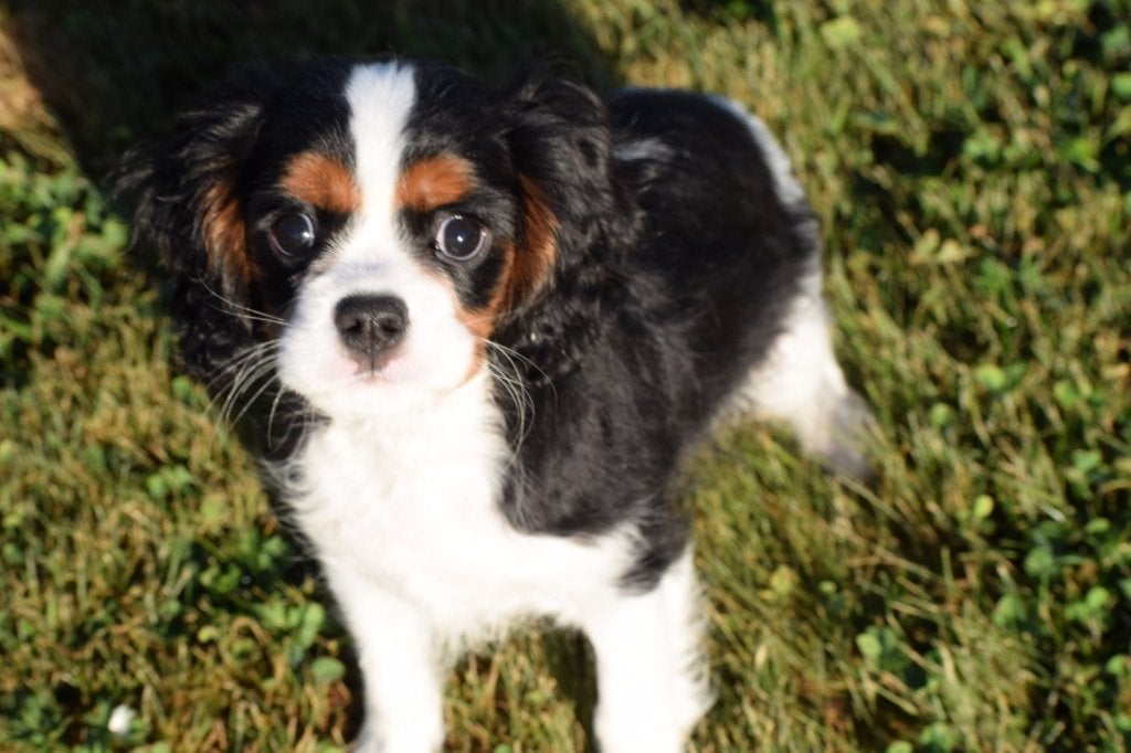 Cavalier King Charles spaniel pup, Dieren en Toebehoren, België, 15 weken tot 1 jaar, Parvo, Meerdere