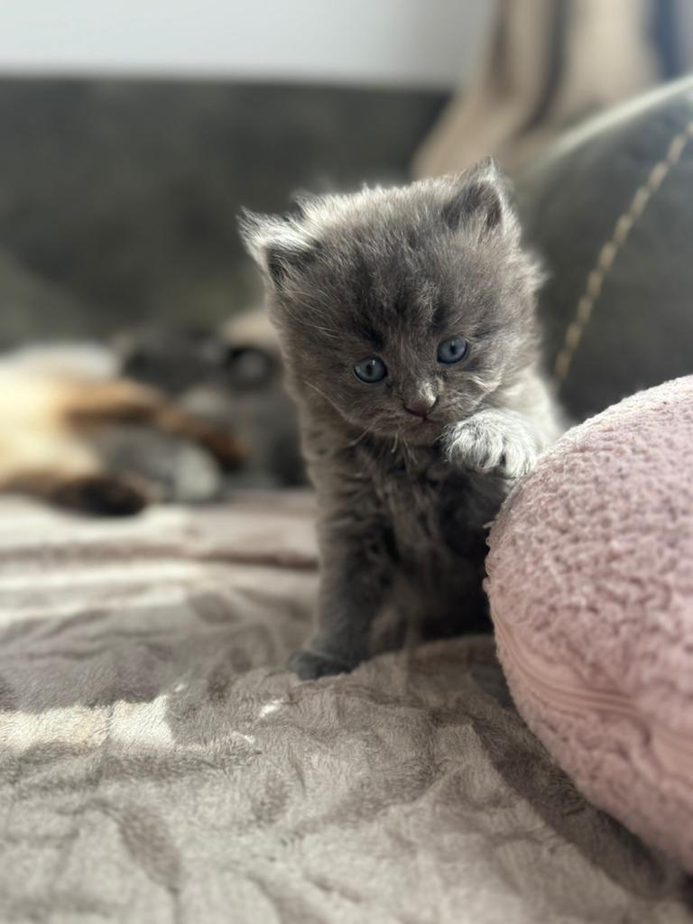 British langhaar kitten, Dieren en Toebehoren, Meerdere dieren