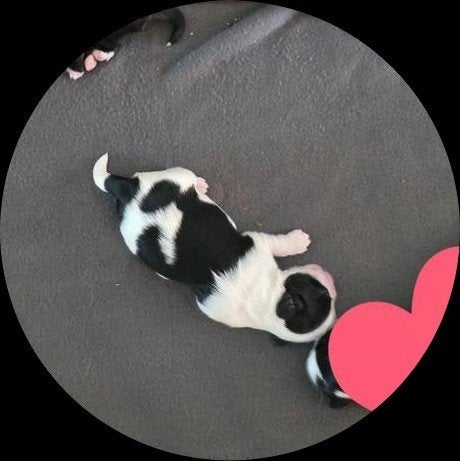 pups Maltezer x Tzi Tzu, Dieren en Toebehoren, Honden | Niet-rashonden, Parvo, 8 tot 15 weken, Meerdere, Meerdere dieren