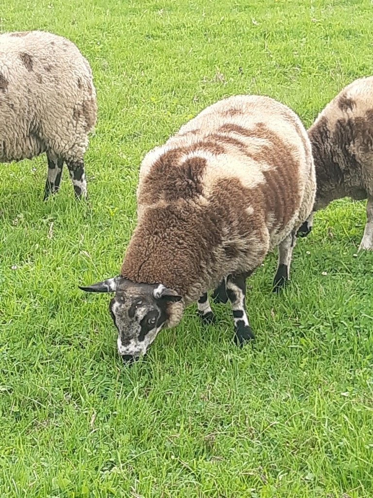 bonte ram ruilen, Dieren en Toebehoren, Schapen, Geiten en Varkens, Mannelijk, Schaap, 0 tot 2 jaar