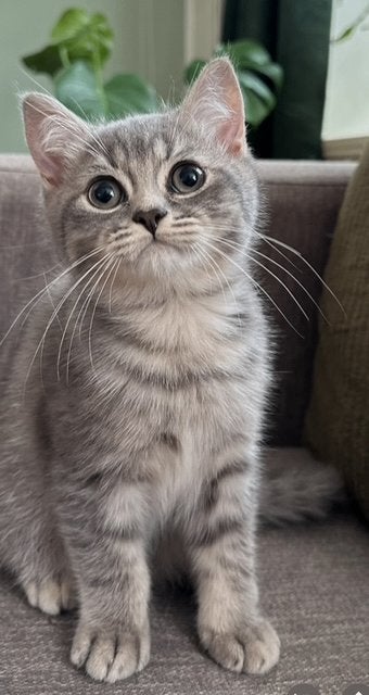 Britse korthaar kittens, Dieren en Toebehoren, Katten en Kittens | Raskatten | Korthaar, Poes, Ontwormd, 0 tot 2 jaar