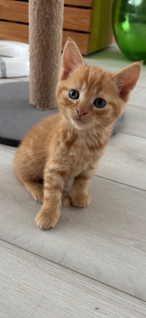 Rood katertje, Kater, 0 tot 2 jaar