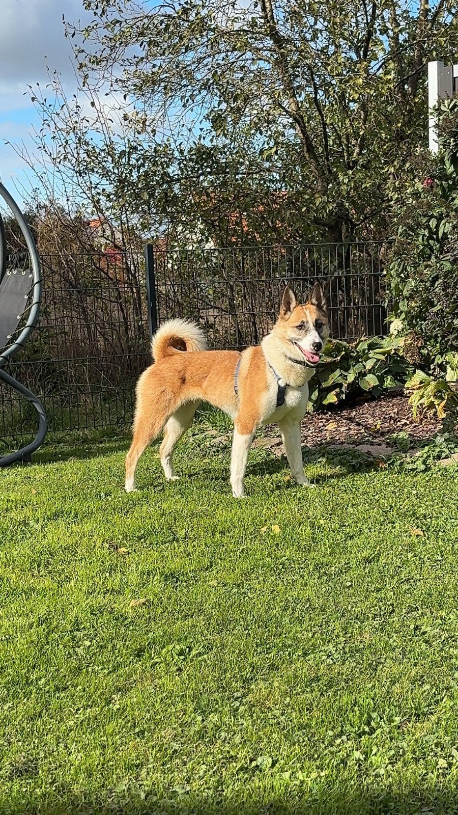 Laika teef Lana zoekt een thuis, Particulier, Buitenland, Teef, Eén hond
