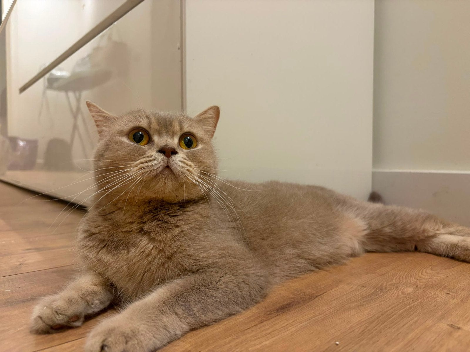 Beeldschone Rasechte Britse Korthaar Moederpoes!, Poes, 0 tot 2 jaar